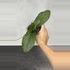 plant/Hoya RHM 24226 - KP03-0-thumbnail