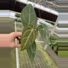 plant/Seed grown anthurium Xone x subsignatum starter plant growers choice-3-thumbnail