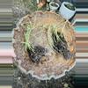 plant/Abby’s Order-3-thumbnail