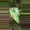 plant/Anthurium umbrosum RARE seedling-3-thumbnail