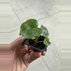 plant/Alocasia London eye starter plant growers choice-1-thumbnail