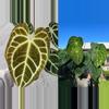 plant/Anthurium crackin veins x Magnificum starter plant growers choice-0-thumbnail