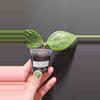 plant/Hoya polyneura silver #401-0-thumbnail