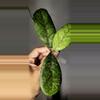 plant/Hoya AH0001 Unrooted-1-thumbnail