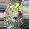 plant/Abby’s Order-2-thumbnail