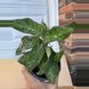 plant/Aglaonema pictum tricolor-0-thumbnail
