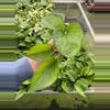 plant/Lemon top pothos starter plant growers choice-2-thumbnail