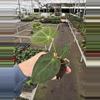 plant/Anthurium ravens heart (pap x AOS) starter plant growers choice-4-thumbnail
