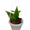 plant/4” Hoya Polyneura Outer Variegated-0-thumbnail