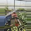 plant/Alocasia purpley 4” pot growers choice-5-thumbnail