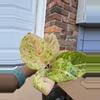 plant/Aglaonema pink Emerlald-0-thumbnail