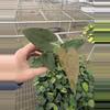 plant/Anthurium dressleri x guna yala starter plant growers choice-2-thumbnail