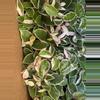 plant/Hoya krimson Queen-0-thumbnail