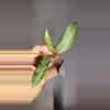 plant/Hoya Griffithii Silver Unrooted-2-thumbnail