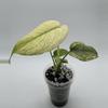plant/Monstera White Monster-0-thumbnail