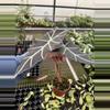 plant/Alocasia purpley 4” pot growers choice-3-thumbnail