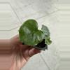 plant/Alocasia London eye starter plant growers choice-2-thumbnail