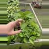 plant/Lemon top pothos starter plant growers choice-4-thumbnail