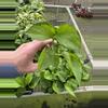 plant/Lemon top pothos starter plant growers choice-3-thumbnail