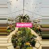 plant/Receive a surprise cutting or Plant with your Order!! Add-on only-0-thumbnail