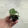 plant/Alocasia London eye starter plant growers choice-3-thumbnail