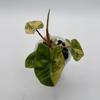 plant/High Variegated Billietiae-1-thumbnail