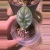 plant/Alocasia Silver Dragon Pups-1-thumbnail