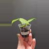 plant/Hoya polyneura #306-0-thumbnail