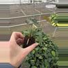 plant/Anthurium dressleri x guna yala starter plant growers choice-5-thumbnail