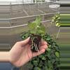 plant/Anthurium dressleri x guna yala starter plant growers choice-6-thumbnail