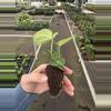 plant/Anthurium crackin veins x Magnificum starter plant growers choice-6-thumbnail