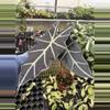 plant/Alocasia purpley 4” pot growers choice-2-thumbnail
