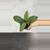 plant/Hoya RHM 24226 - KP03-0-thumbnail