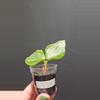 plant/Hoya polyneura silver #403-0-thumbnail
