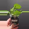 plant/Hoya polyneura #308-0-thumbnail