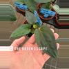 plant/Anthurium red vein dark phoenix X sweetheart 4” pot growers choice-0-thumbnail