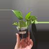 plant/Hoya polyneura #307-0-thumbnail
