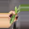plant/Hoya Griffithii Silver Unrooted-1-thumbnail