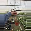 plant/Alocasia purpley 4” pot growers choice-6-thumbnail
