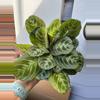 plant/Black Maranta-0-thumbnail