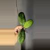 plant/Hoya AH0001 Unrooted-0-thumbnail