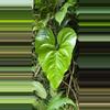 plant/Anthurium umbrosum RARE seedling-4-thumbnail