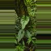 plant/Anthurium umbrosum RARE seedling-0-thumbnail