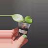 plant/Hoya polyneura silver #404-0-thumbnail