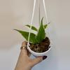 plant/4” Hoya Polyneura Outer Variegated-1-thumbnail