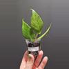 plant/Hoya polyneura #301-0-thumbnail