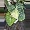 plant/Philodendron Gloriosum Type 1 Variegated-0-thumbnail