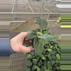plant/Anthurium dressleri x guna yala starter plant growers choice-3-thumbnail