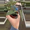 plant/Anthurium red vein dark phoenix X sweetheart 4” pot growers choice-4-thumbnail