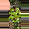 plant/Anthurium umbrosum RARE seedling-1-thumbnail